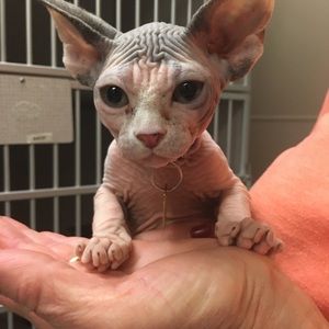 Meet your Posher, Robin